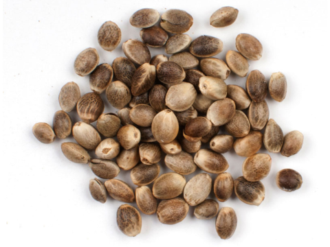 Feminized Autoflower High THCA Hemp Seeds